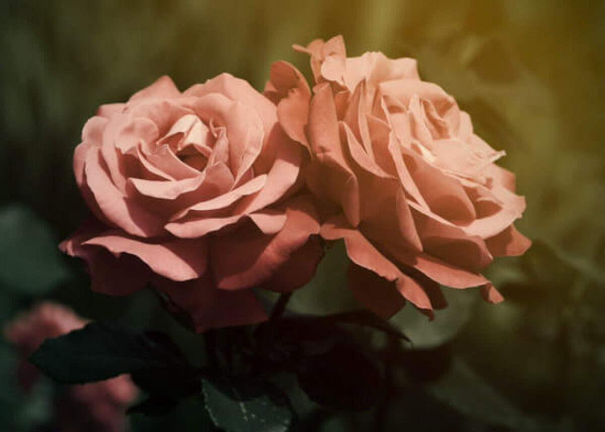 The History of Roses: Why Are They So Romantic & Symbolic?